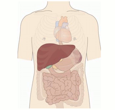 liver